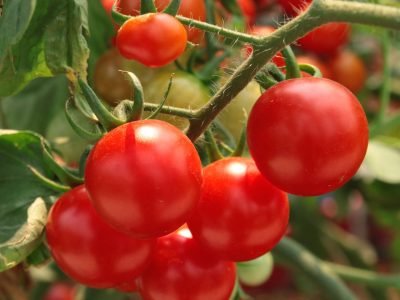 Tomate - Fotos: Shutterstock