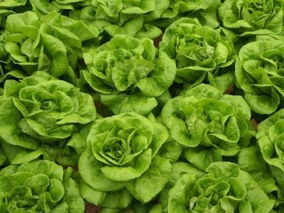 Alface - Crédito: Shutterstock