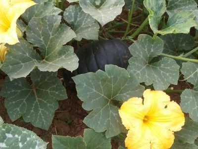 Abóbora - Crédito: Estenio Moreira