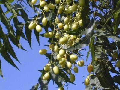 Neem - Crédito Nilton Fritzons Sanches