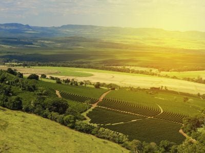 Plantação de café - Crédito: Shutterstock