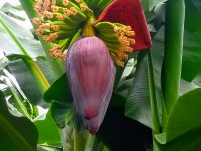 Bananeira _ Crédito: Matheus Pena Campos