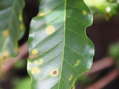 Ferrugem no café - Crédito: Luize Hess