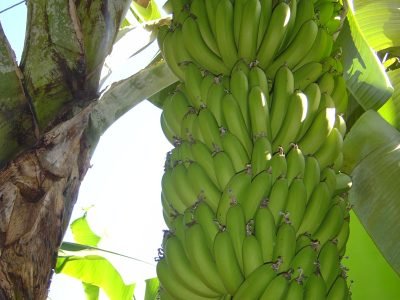 Banana -  Crédito: Asbanco