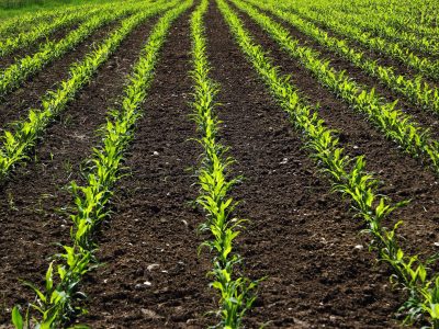 Lavoura - Crédito Luize Hess