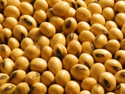 Grãos de soja - Crédito: Fernando Gomes
