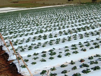 Plantação de morango - Crédito: Electro Plastic