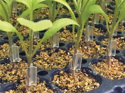 A enxertia proporciona mais sanidade no cultivo de hortaliças?