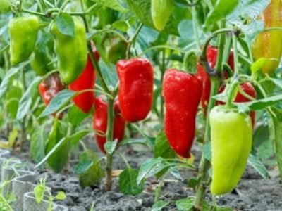 Ripe and unripe bell peppers with water drops growing on bushes in the garden. Bulgarian or sweet pepper plant.
