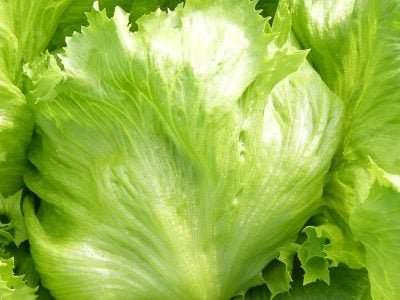 Alface - Crédito: Renata Theodoro