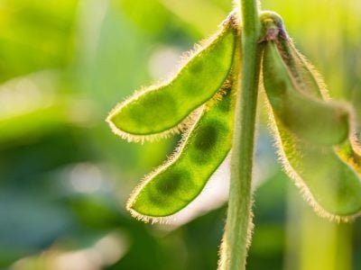 Soja - Créditos: shurtterstock