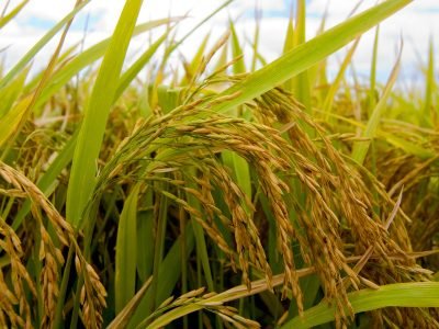 Arroz - Crédito: FMC