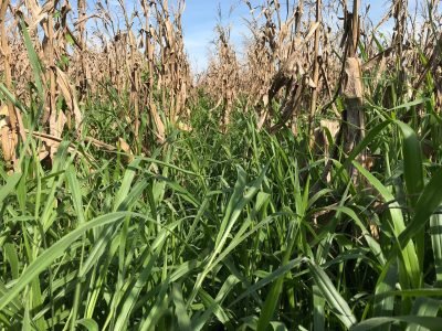 Braquiária e milho - Crédito: Amarildo Francisquini