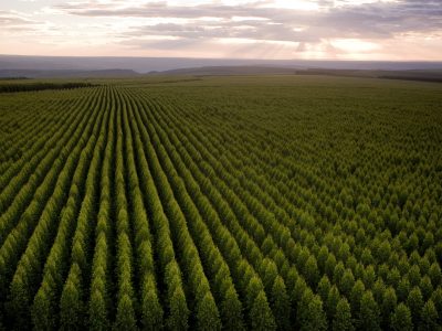 Floresta - Crédito: BioEnergia