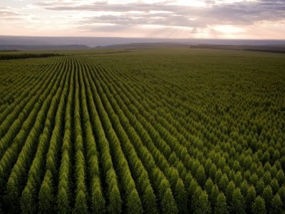 Floresta - Crédito: BioEnergia