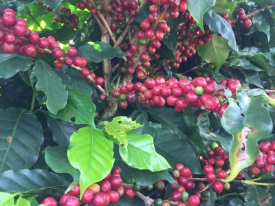 Café - Crédito:  Shutterstock