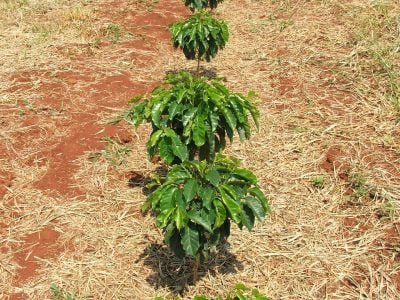 Plantação de café - Fotos: Ana Maria Diniz