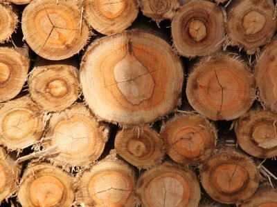 Madeira - Crédito: Ana Maria Diniz