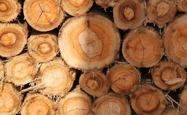 Madeira - Crédito: Ana Maria Diniz