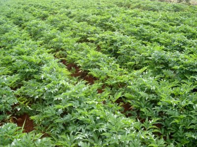 Batata-salsa - Crédito: Embrapa Hortaliças