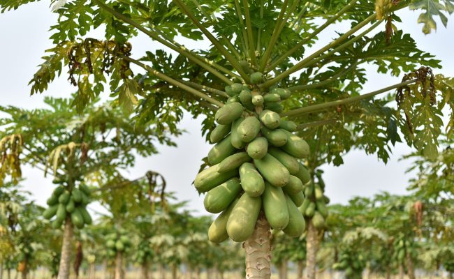 Mamão - Créditos: Shutterstock