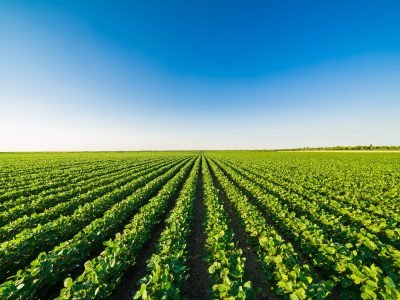 Plantação - Crédito: Shutterstock