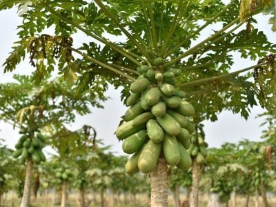 Mamão - Créditos: Shutterstock