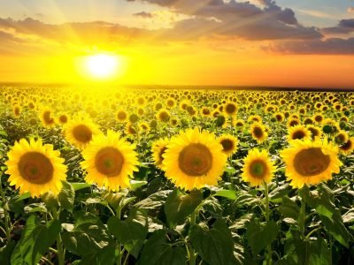 Girassol - Crédito Shutterstock