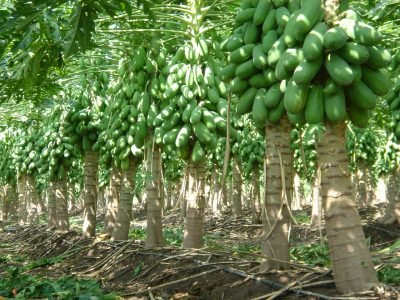 Mamão - Crédito: Sérgio David