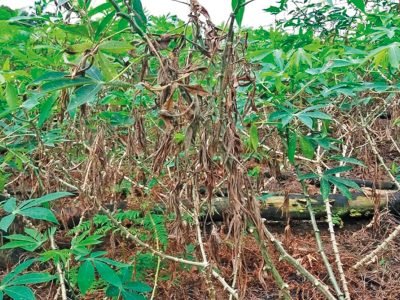 Confirmado: Primeiro caso de nova doença da mandioca