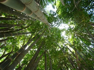 Plantação de bambu - Crédito: Gilberto Assunção