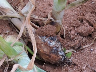 Podridão - Crédito: Valdir Lourenço