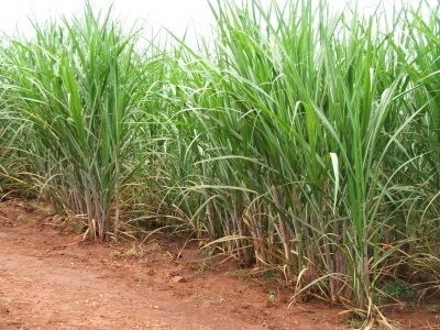 Cana - Crédito: Ana Maria Diniz