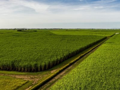 Lavoura de cana - Crédito: Shutterstock