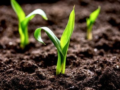 Plantio - Crédito: Shutterstock