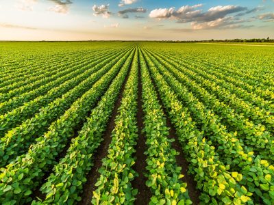 Lavoura de soja - Créditos: Shutterstock