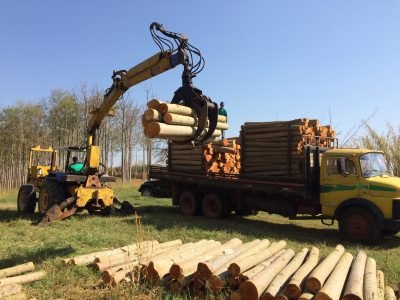 Colheita de Cedro australiano _ Créditos: Ricardo Vilela