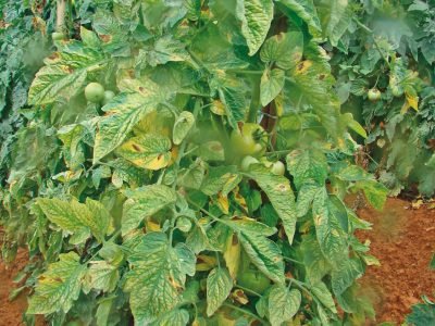 Amarelão do tomateiro: Como agir?