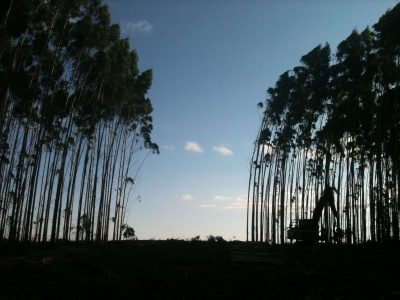 Corte intermediário da árvore - Crédito: Painel Florestal