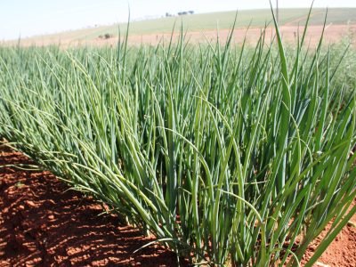 Cebolinha - Crédito: Shutterstock