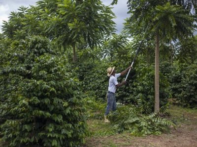 Imagem sobre da produção de Cedro Australiano - Foto: João Marcos Rosa/Nitro