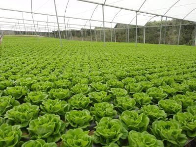 Alface_ Crédito: Eduardo Miyayaciki