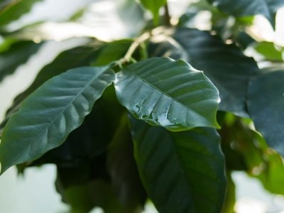 Folhas de café - Crédito: Shutterstock