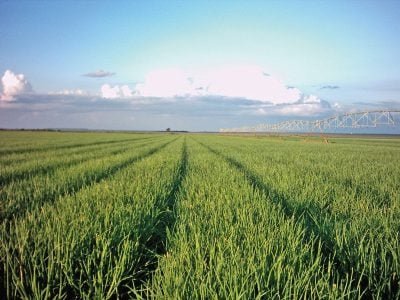 Quais os critérios para um cultivo de cebola rentável?