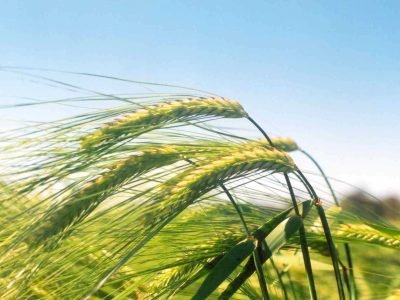 Plantação de trigo - Crédito Embrapa Trigo