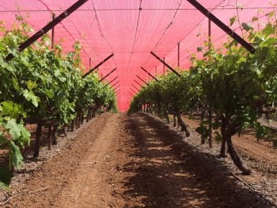 Telados - Crédito Ginegar Polysack