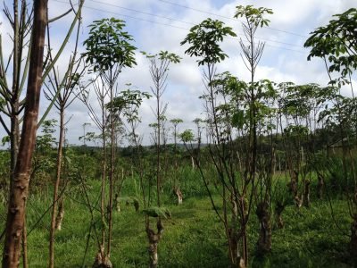 Seringueiras_Crédito: Edson Luiz Furtado