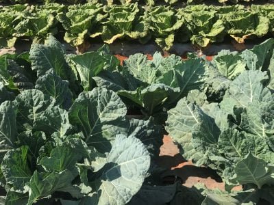 Couve - Crédito: Miriam Lins