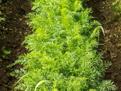 Cenoura - Crédito: Shutterstock