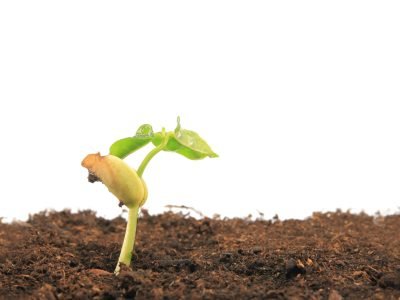 Broto de feijão - Crédito Shutterstock